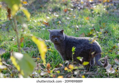 A Gray House Cat Walks Across An Uncut Green Lawn In The Backyard. Daytime. Selective Focus. No People.