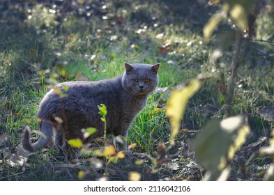 A Gray House Cat Walks Across An Uncut Green Lawn In The Backyard. Daytime. Selective Focus. No People.