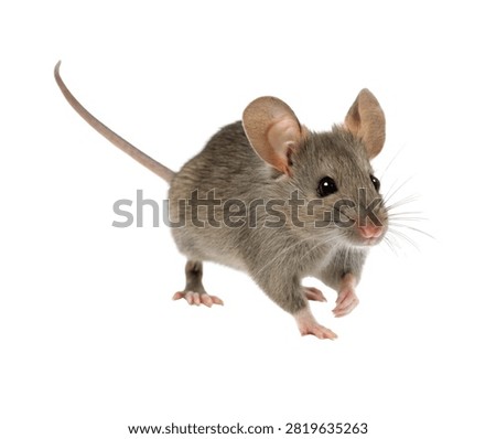 Gray House Mouse Standing Curious Side View Isolated on White Background