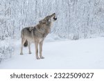 Gray howling wolf on the background of the forest