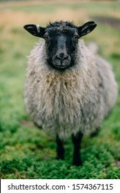 Gray Icelandic sheep with a black head stands in a green meadow, close-up