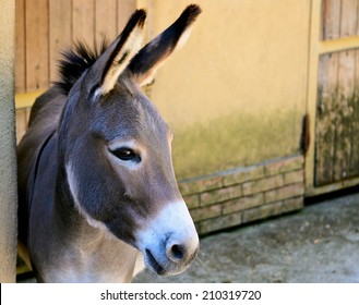 ロバ の画像 写真素材 ベクター画像 Shutterstock