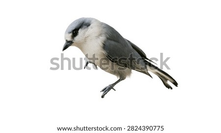 Gray jay bird with white and dark plumage perched in a dynamic posture