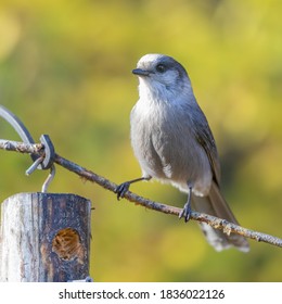 Gray Jay, Camp Robber or Canada Jay