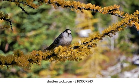 Gray Jay On Golden Larch