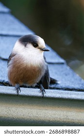 Gray jay perched on the gutter of a house. Quebec, Canada.