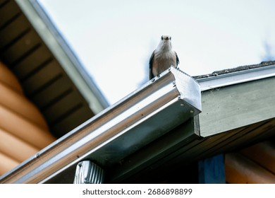 Gray jay perched on the gutter of a house. Quebec, Canada.