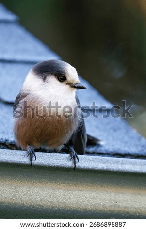 Gray jay perched on the gutter of a house. Quebec, Canada.