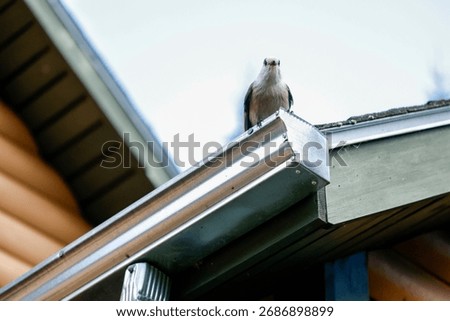 Gray jay perched on the gutter of a house. Quebec, Canada.