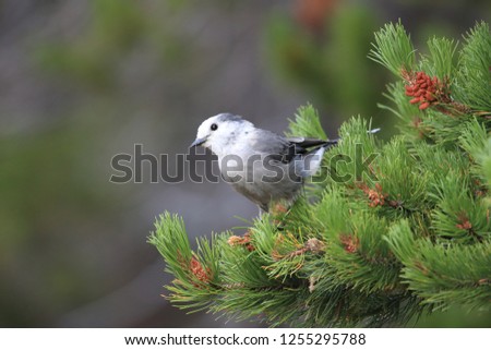 Similar – Eichelhäher im Baum Natur