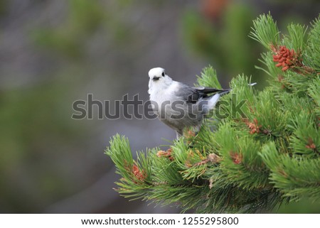 Similar – Eichelhäher im Baum Natur