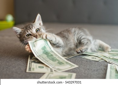 Cat Money Images, Stock Photos 