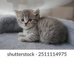 gray kitten british kitten Scottish kitten. cat. animal