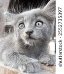 Gray kitten with green eyeballs.