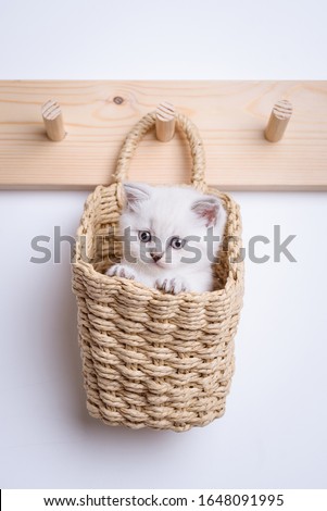 gray kitten inside basket on woden coat rack