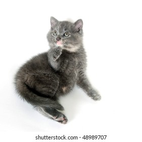 Gray kitten laying down on white background