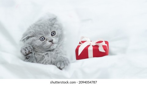 Gray Kitten Lies Under Blanket With Gift Box. Top Down View. Empty Space For Text.