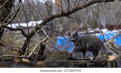 Gray kitten navigating tangled branches fence, cautious step with lifted paw, alert ears and wide eyes, scattered dry leaves and weathered wood, blue tarp