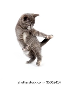 Gray Kitten Playing Chasing Tail On Stock Photo Edit Now 35062414