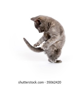 Tail Chasing Images Stock Photos Vectors Shutterstock