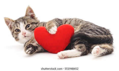 Love Cat Hd Stock Images Shutterstock