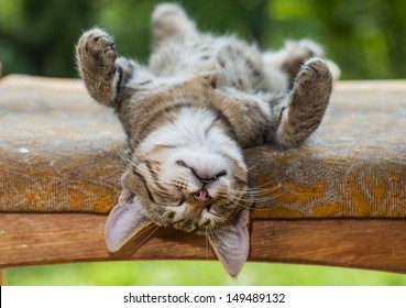 gray kitten is resting in a bizarre posture - Powered by Shutterstock