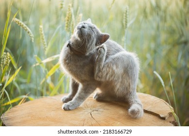 Gray Kitten Scratching Behind The Ear