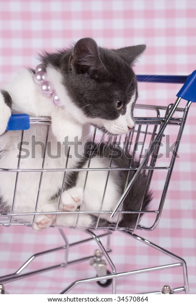 gray kitten in shopping\
car
