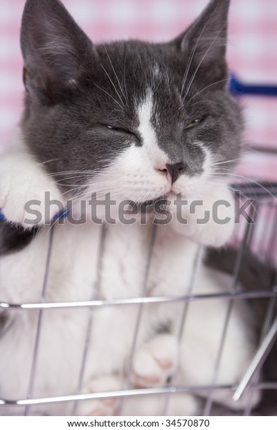 gray kitten in shopping\
car