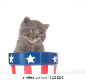 A gray kitten sits inside of a flowerpot with patriotic colors