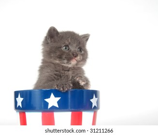 A gray kitten sits inside of a flowerpot with patriotic colors