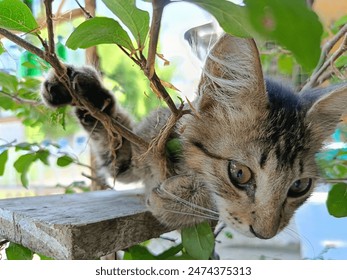 A gray kitten sits on a tree house