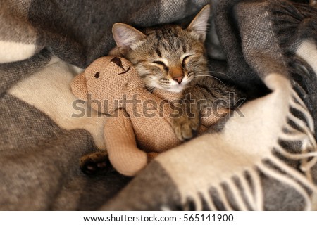 gray kitten sleeping on gray plaid wool blanket with tassels, embracing soft beige knitted toy