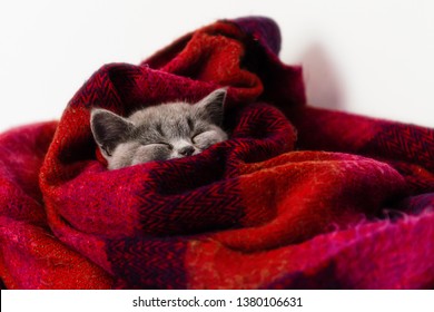 Gray Kitten Sleeps In A Bright Wool Blanket