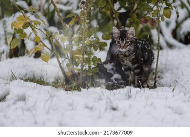 Gray Kitten Watching The Snow Falling Under A Rose Bush In Winter