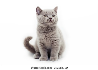 Gray Kitten White Background