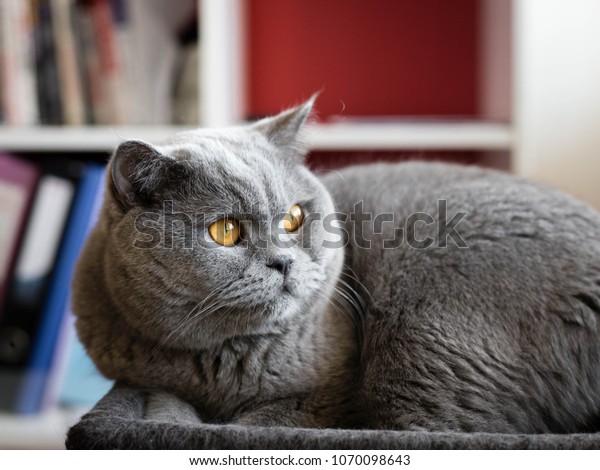 Gray Kitty Animal Portrait Close British Animals Wildlife Stock