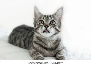 Gray kitty with big beautiful eyes