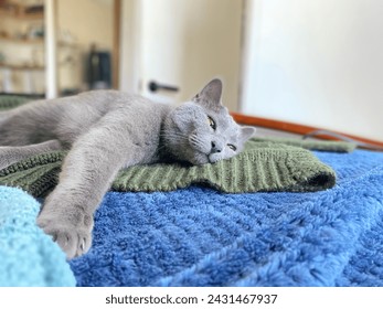 Gray kitty cat laying down on a bed with blue blanket