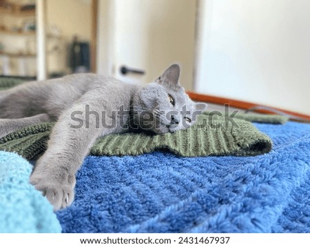 Gray kitty cat laying down on a bed with blue blanket