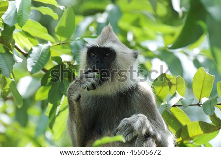 Gray langur or Hanuman langur