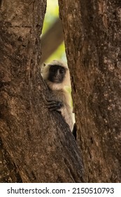 Gray langur, monkey hidden behind a tree and observes, India, Madhya Pradesh