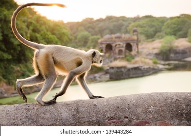 Gray Langur Monkey at Ranthambore Fort in Northern India