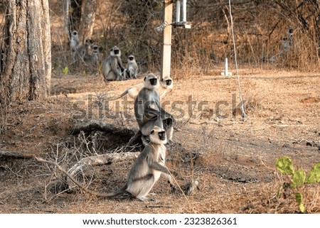 Gray Langur pack , all lined up. This  photo was taken from a moving vehicle , and luckily captured the group in a beautiful layout  