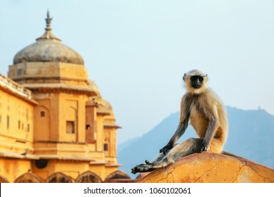 Gray langur sitting in Amber Fort near Jaipur, Rajasthan, India. Gray langurs are the most widespread langurs of South Asia.