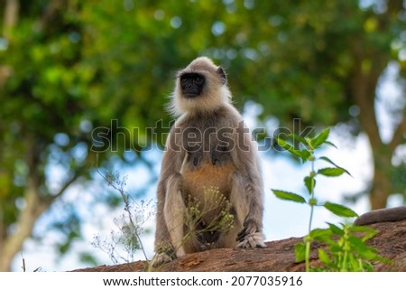 Similar – Vervet monkey sitting on a wall in the savannah