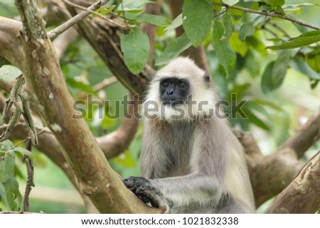 Similar – Vervet monkey sitting on a wall in the savannah