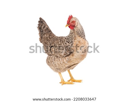 gray laying hen isolated on white background