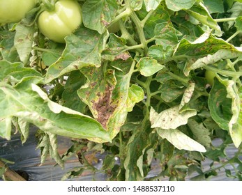 Gray Leaf Spot Causal Agents Stemphylium  Sp. Tomato Disease