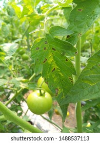 Gray Leaf Spot Causal Agents Stemphylium  Sp. Tomato Disease